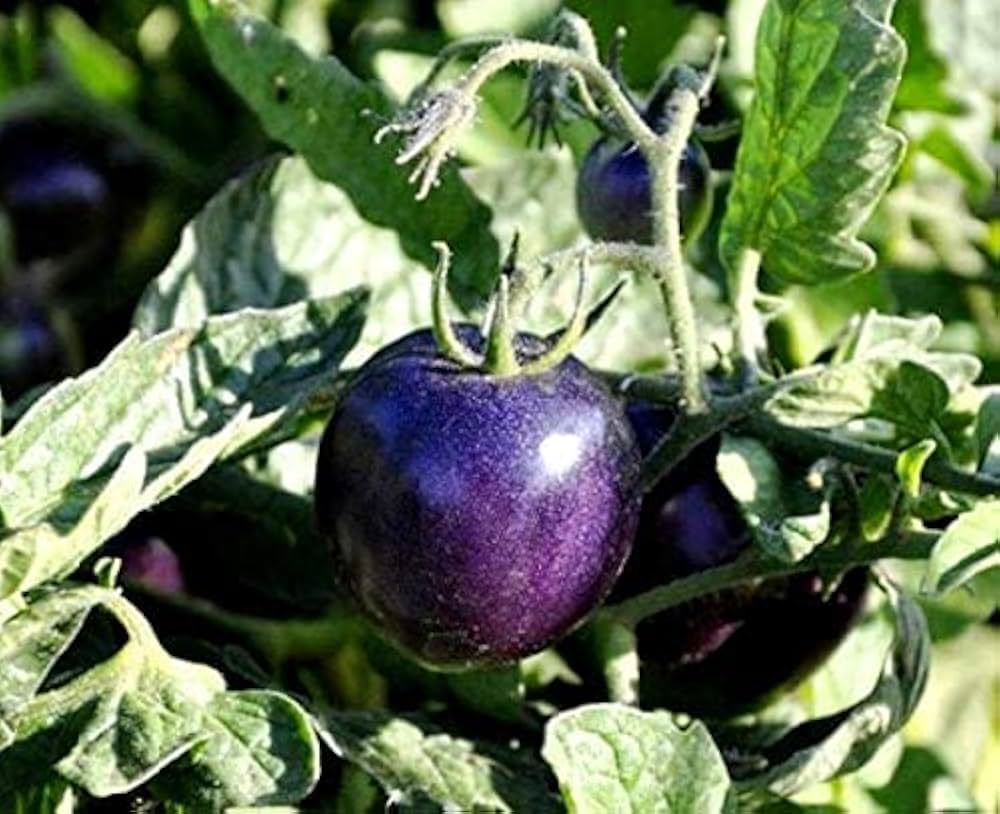 Indigo Blue tomato plant grown from seeds with deep purple-blue tomatoes and rich flavor